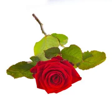 Red rose on white background 스톡 사진