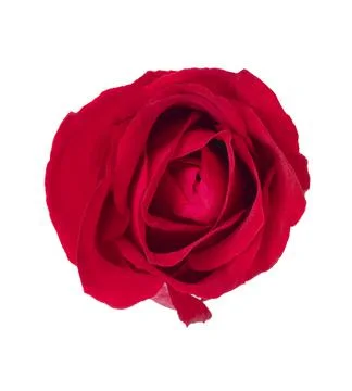 Red rose white background Stock Photos