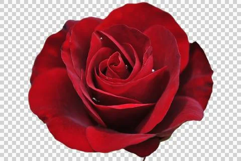 Red rose on a white background. Stock Photos