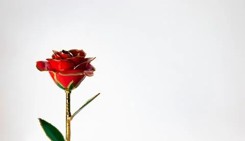 Red rose on white background with space for text Stock Photos