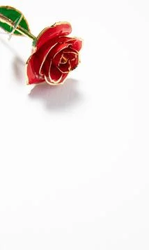 Red rose on white background with space for text Foto stock
