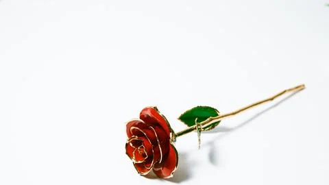 Red rose on white background with space for text Stock Photos