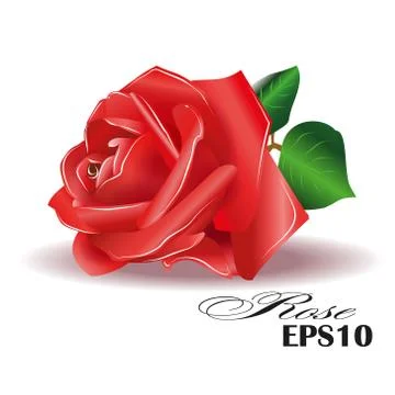 Red rose on white background. Vector illustration. Illustrazione stock