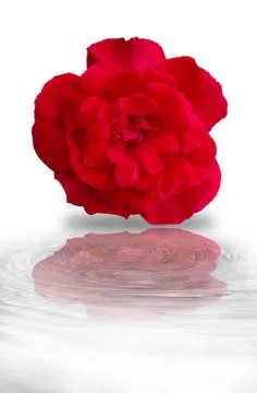 Red rose on a white background,clipping paths Stock Photos