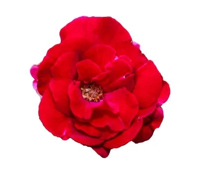 Red rose on a white background,clipping paths Stock Photos