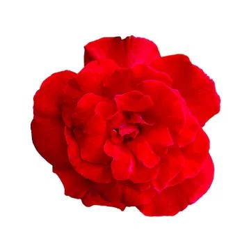 Red rose on a white background,clipping paths Foto stock