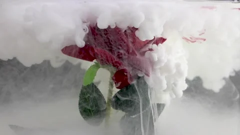 Red rose in white paint Stock Footage 163733798