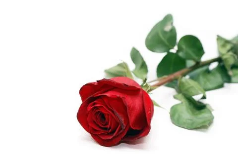 Red rose on white Stock Photos