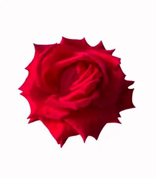 Red rose on white Stock Photos