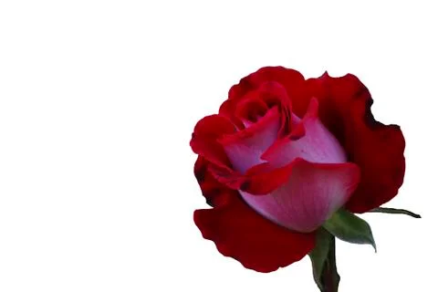 Red rose on white Stock Photos