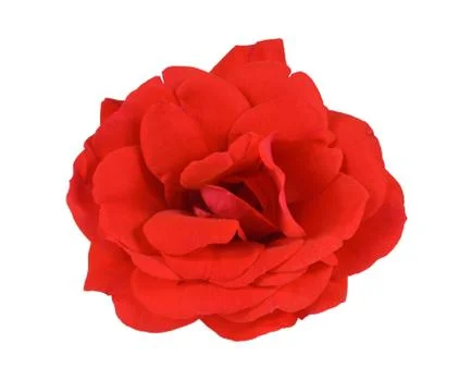 Red rose on white Stock Photos
