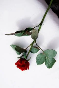 Red rose on white Stock Photos