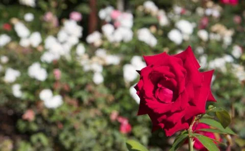 Red rose white rose backround b Stock Photos
