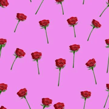 Red rose wide buttons on the stem vector seamless pattern on a pink Stock Illustration