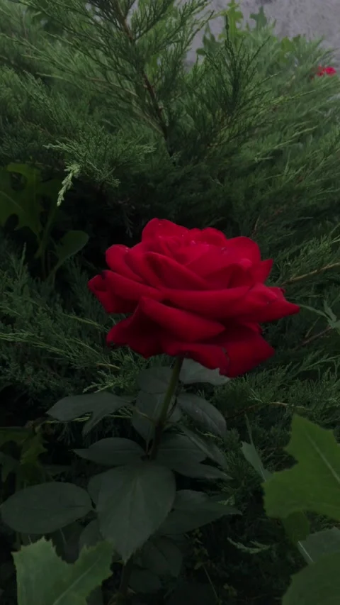 Red rose in the wind background green grass Stock Footage 159133757