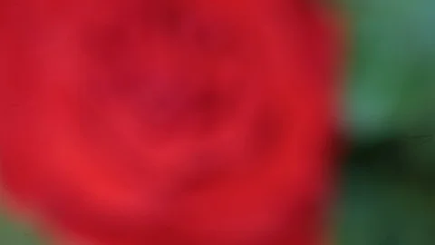 Red rose in the wind. From blurry to harsh. Close up 스톡 동영상 108977142