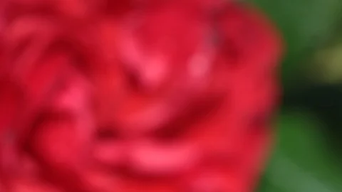 Red rose in the wind. From blurry to harsh. Close up 스톡 동영상 108978242