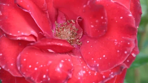 Red rose in the wind.  Close up 스톡 동영상 108977206