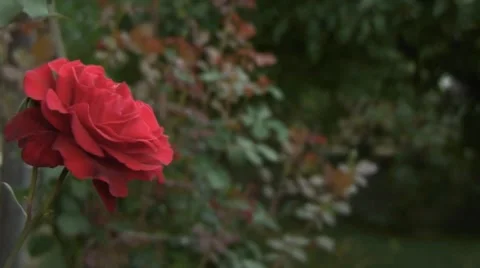 Red Rose in the wind 스톡 동영상 41228286