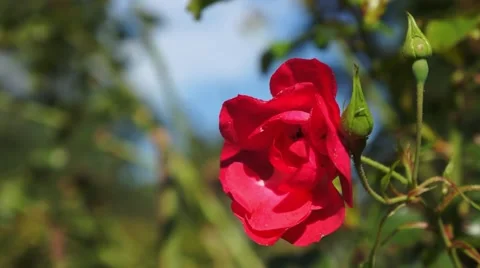 Red Rose in the wind Stockbeeldmateriaal 43806756