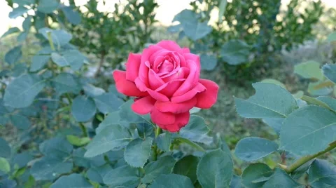 Red Rose On The Wind  Stock Footage 53878615