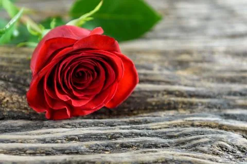 Red rose on a wooden background Stock Photos