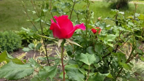 Red rose1 Stock Footage 196909588