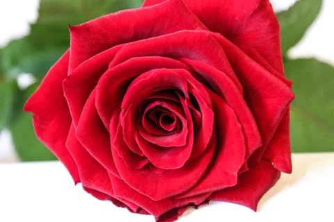 Red Rose1 Stock Photos