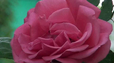 Red rose_close up Stock Footage 38866098