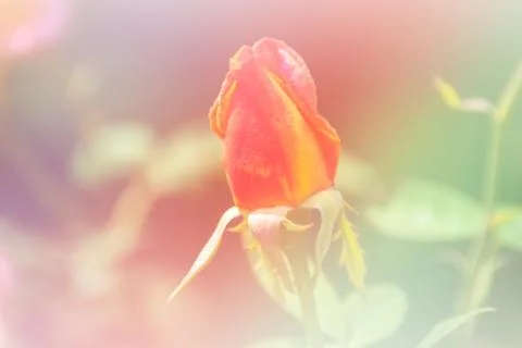 Red Rosebud Background Stock Photos