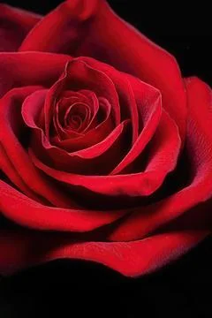 Red rosebud in close-up, studio lighting, on a black background Stock Photos