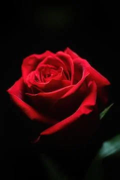 Red rosebud in close-up, studio lighting, on a black background Stock Photos