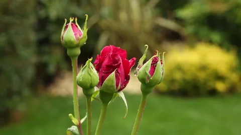 Red rosebud at the garden Stock Footage 34506380