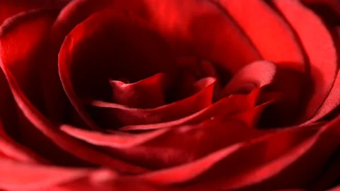 Red rosebud macro slowly rotates on a black background. Stock Footage 166559369