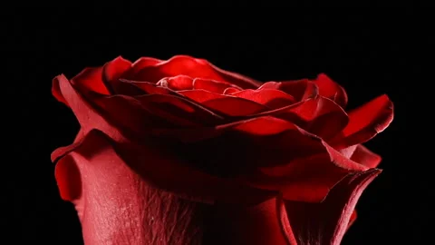 Red rosebud macro slowly rotates on a black background. Stock Footage 166559424