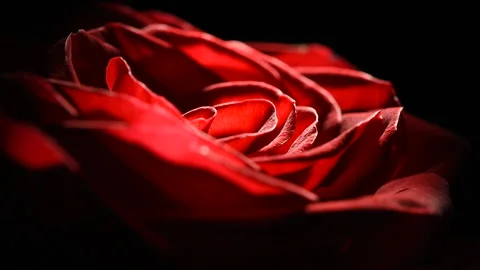 Red rosebud macro slowly rotates on a black background. Stock Footage 166559463