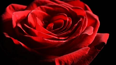 Red rosebud macro slowly rotates on a black background. Stock Footage 166559495