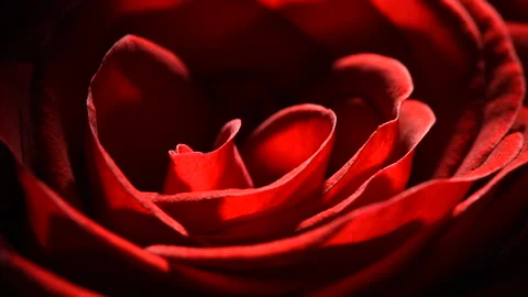 Red rosebud macro slowly rotates on a black background. Stock Footage 166559533