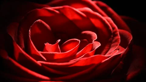 Red rosebud macro slowly rotates on a black background. Stock Footage 166559570