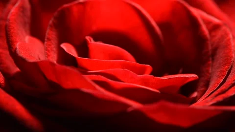 Red rosebud macro slowly rotates on a black background. Stock Footage 166559607