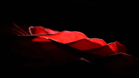Red rosebud macro slowly rotates on a black background. Stock Footage 166559767