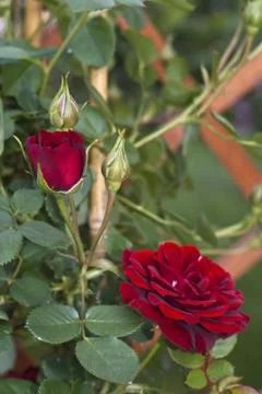 Red rosebud Stock Photos