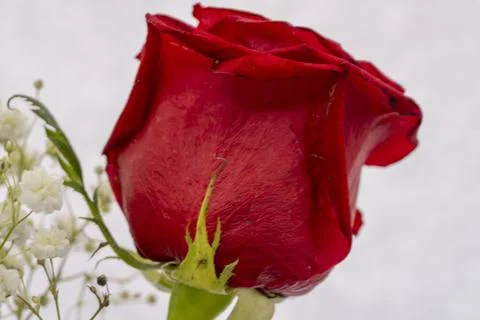 Red Rosebud Stock Photos