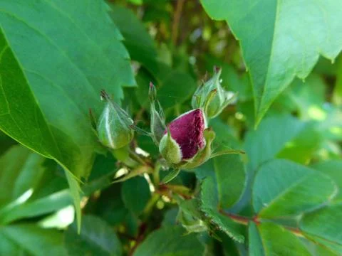 Red Rosebuds emerging Stock Photos