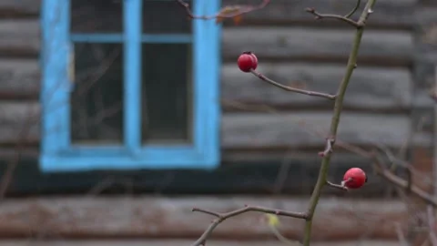 Red rosehip berries on the branches during cold winter season Video stock 300760748