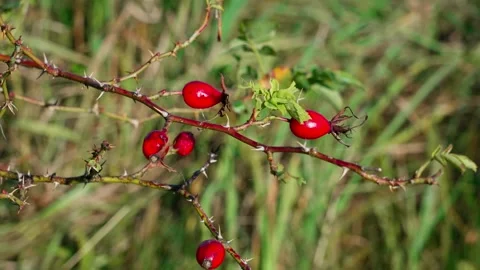 Red rosehip berries on the branches. Stock Footage 329065651