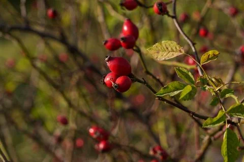 Red rosehip berries on the branches. Stock-Fotos