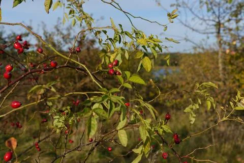 Red rosehip berries on the branches. Fotos de archivo