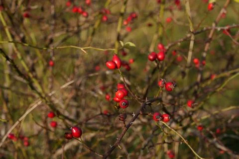 Red rosehip berries on the branches. 写真素材