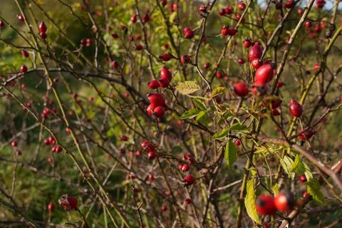 Red rosehip berries on the branches. 库存照片